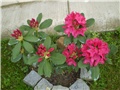 rododendron